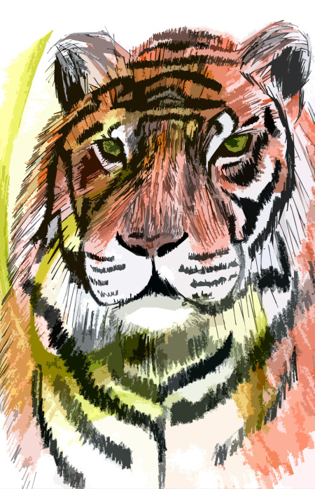 tiger-3.jpg